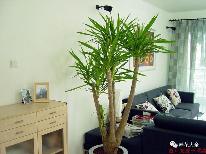 植物在风水中的作用有什么