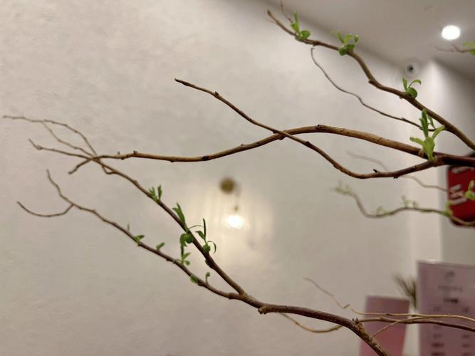 树枝压房顶风水