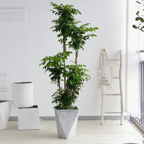 客厅最旺宅的植物