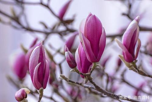 属羊的幸运花是什么花