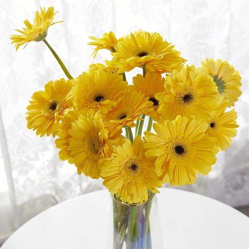 非洲菊花语