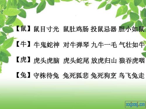 鼠肚鸡肠打一生肖