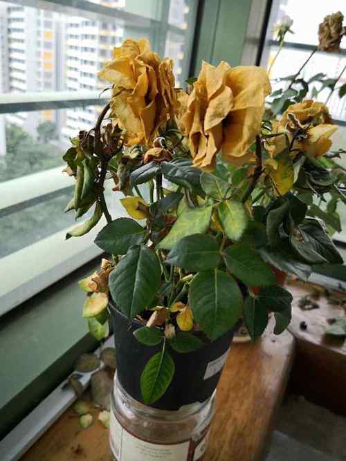 家里植物枯萎是挡灾吗