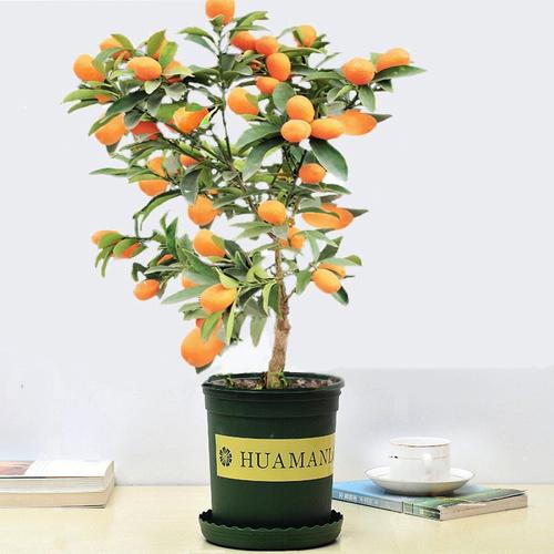 家里养什么植物风水好