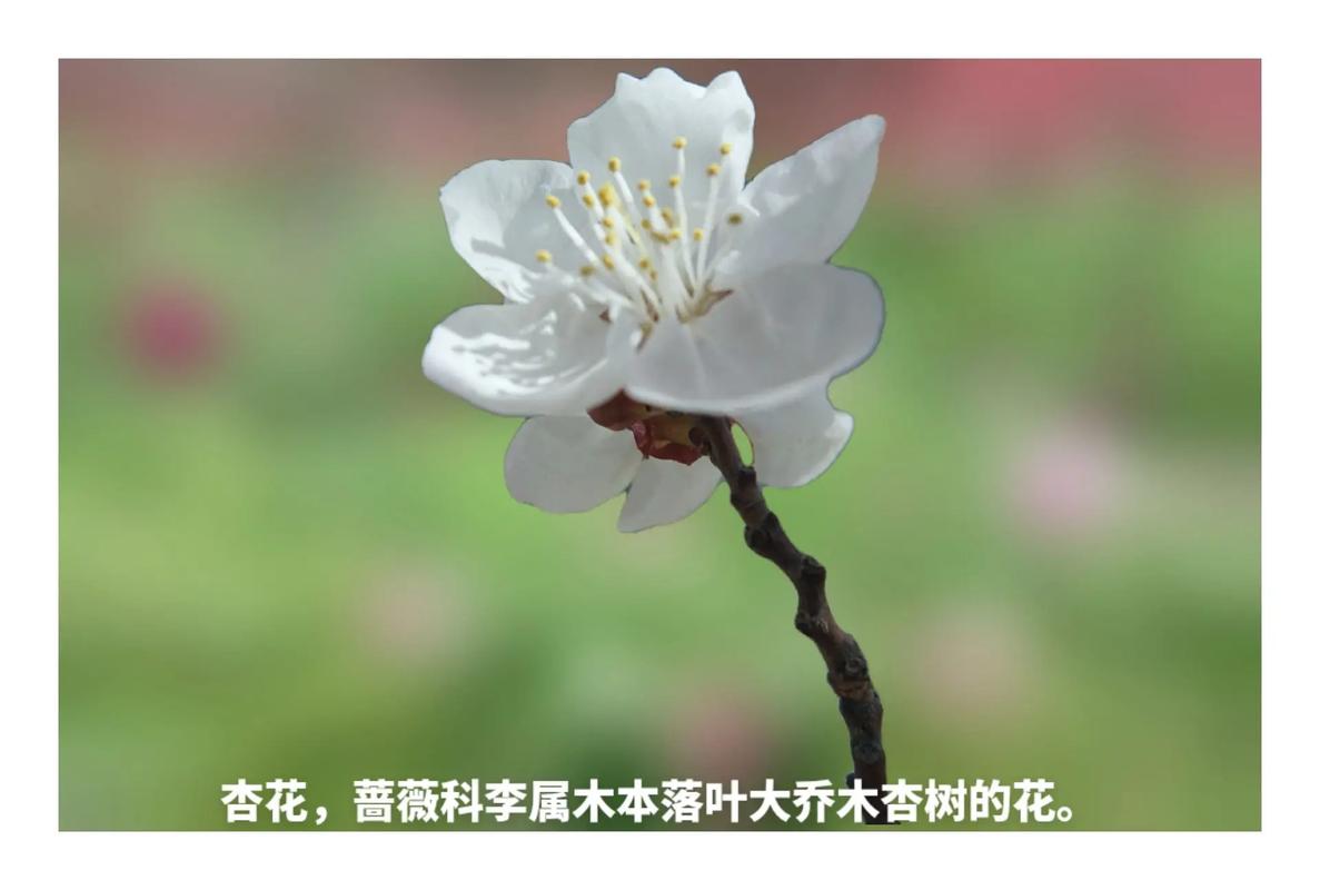 花语传说:杏花花语及历史起源