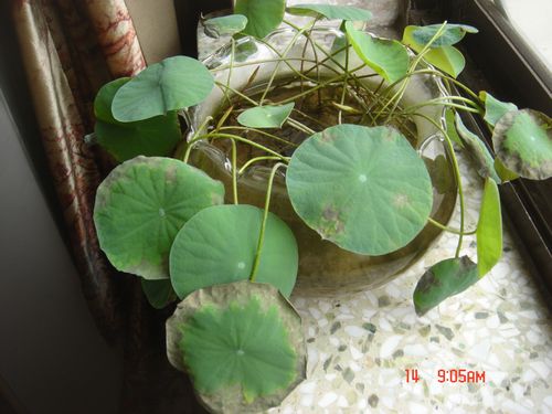 梦见睡莲叶子发黑
