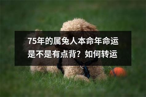 属兔如何面对身边人的疏远