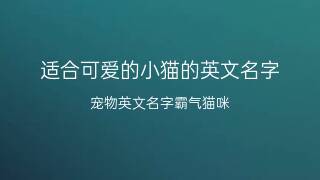 宠物猫起名字英文类型的