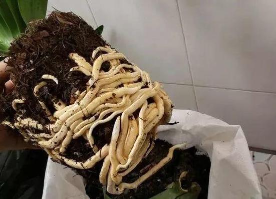梦见盆子烂了