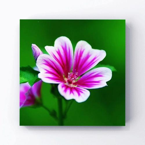 9月17日花语:锦葵,生日花语讽刺