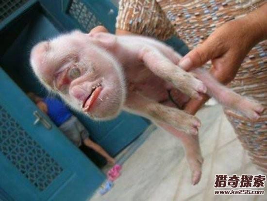 猴妈妈生个猪宝宝好吗