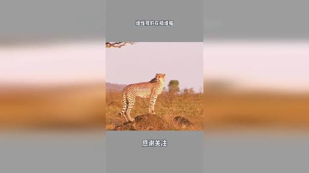 梦见猎豹