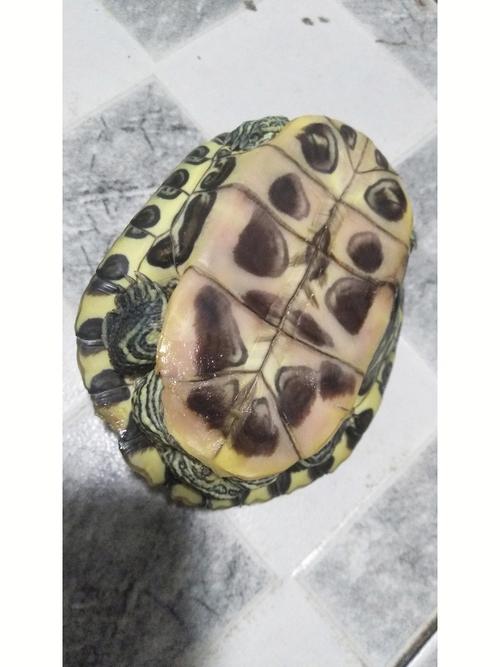 家里养大乌龟风水讲究