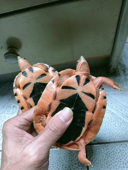 宠物乌龟的名字镇宅吉祥