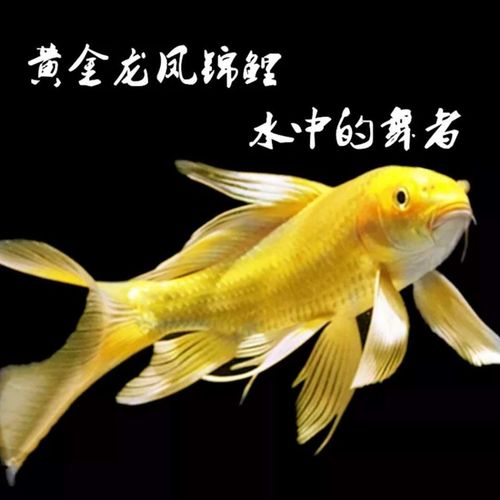 家里养什么鱼招财转运