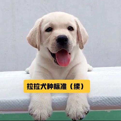 拉布拉多犬名字大全