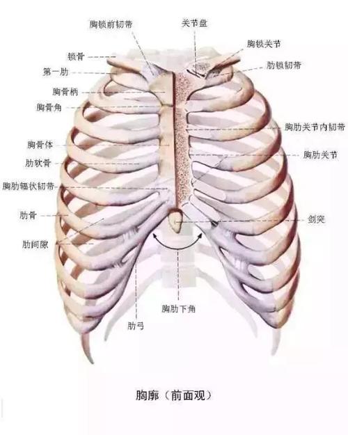 梦见肋骨好吗,梦见肋骨代表了什么?
