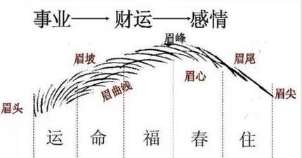 什么叫招财眉 迎来好运财运稳定