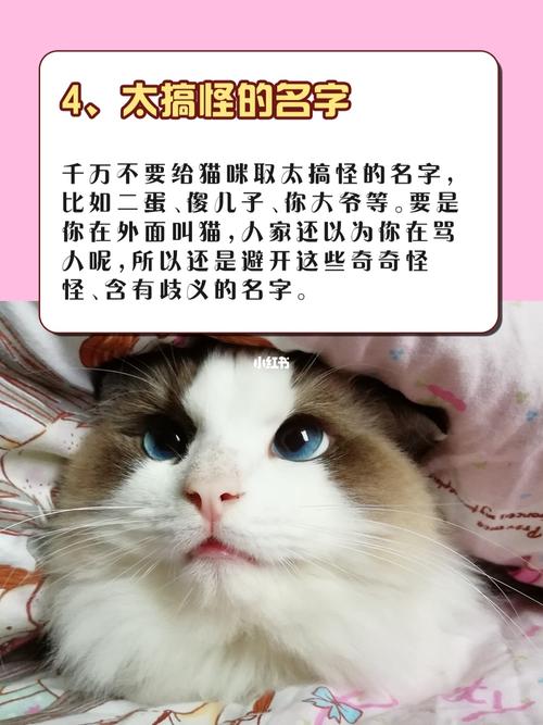 宠物猫起名方法介绍
