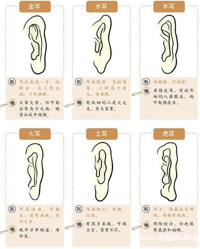 耳朵的分类有哪些?