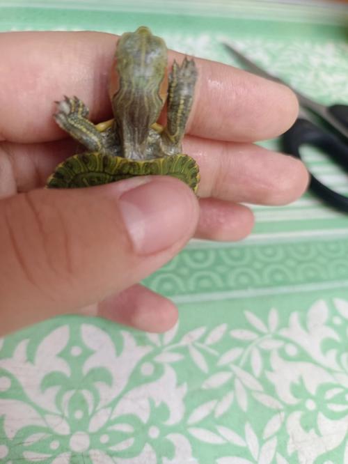 梦见白乌龟