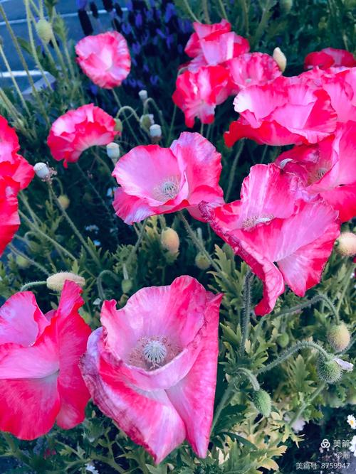 星座花语:虞美人的花语及传说