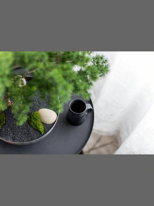 蓬莱松风水禁忌及作用
