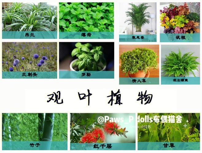 办公室养猫会影响风水吗?养猫的风水讲究有哪些?