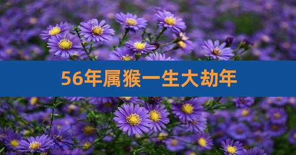 56年属猴一生大劫年及后半生命运