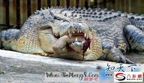 做梦梦到鳄鱼但是没有伤害人