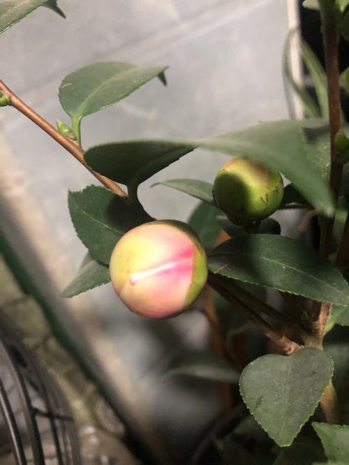 茶花也叫断头花为什么