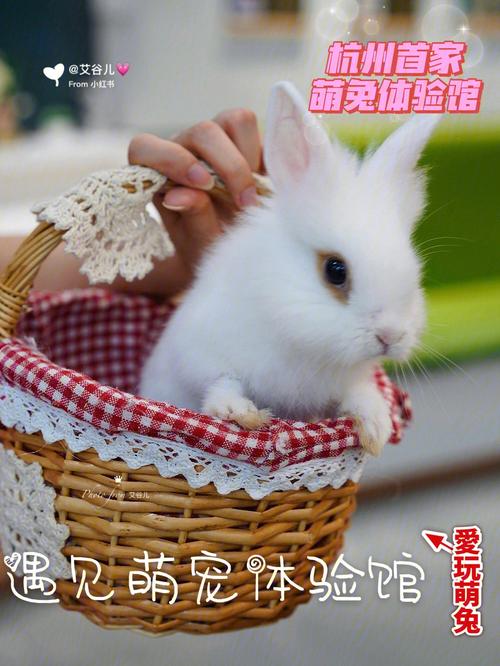 洁白光滑宠物兔名字大全萌毛茸茸