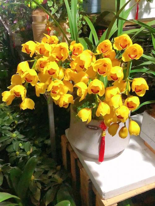 春节家里放什么花最吉利