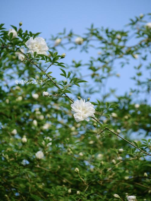 荼靡花花语,荼蘼花的传说故事