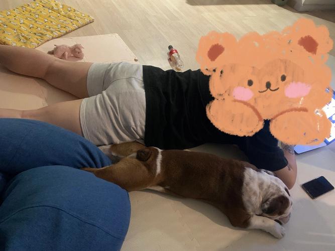 猪和狗在一起工作合不合