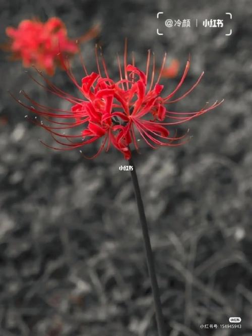 贵人运测试 5朵花你最喜欢哪一朵
