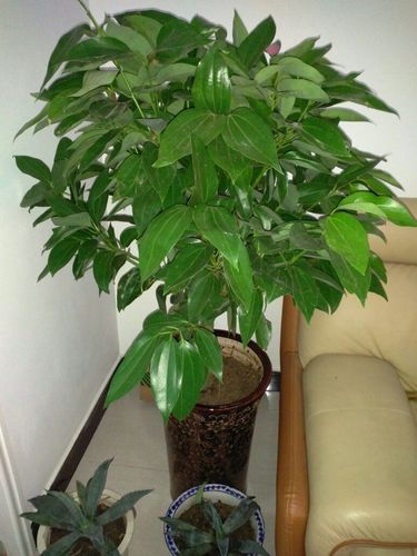 阳台摆放平安树好不好