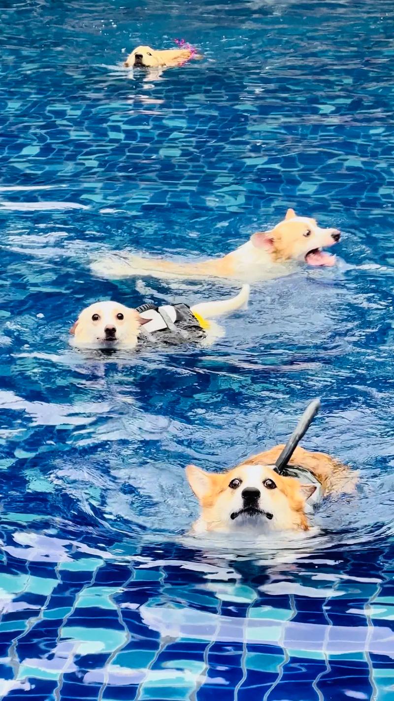 梦见狗狗游泳