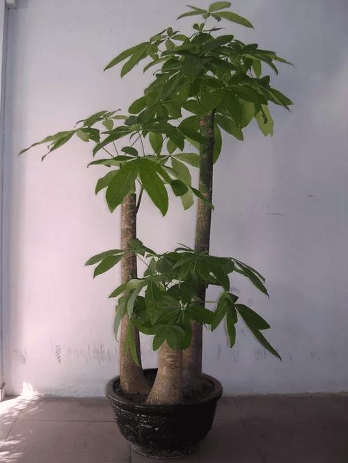 工厂栽什么树最旺财