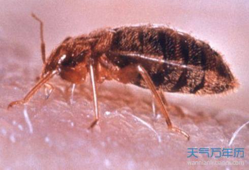 梦见死虫子