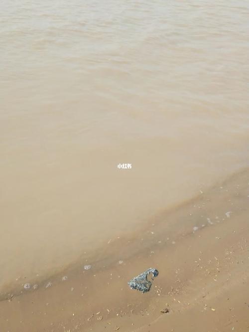 梦见乌龟放生