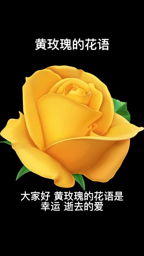 黄玫瑰花语大全