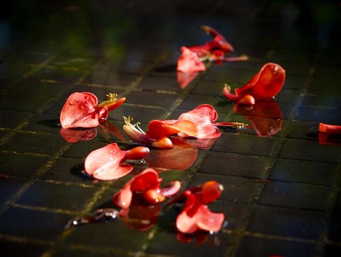 梦见花瓣雨