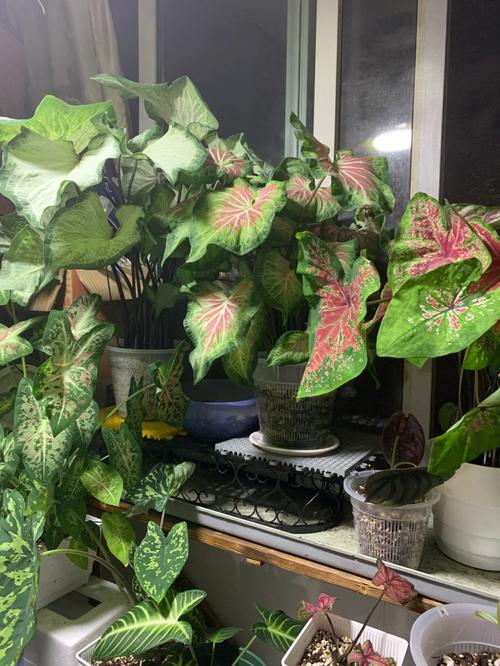 不怕发不了财!阳台放什么植物招财