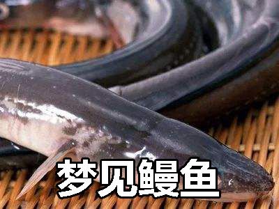 梦见鳗鱼象征着什么?