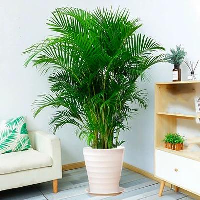 客厅旺宅的植物