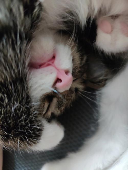 怀孕梦见两只猫好不好