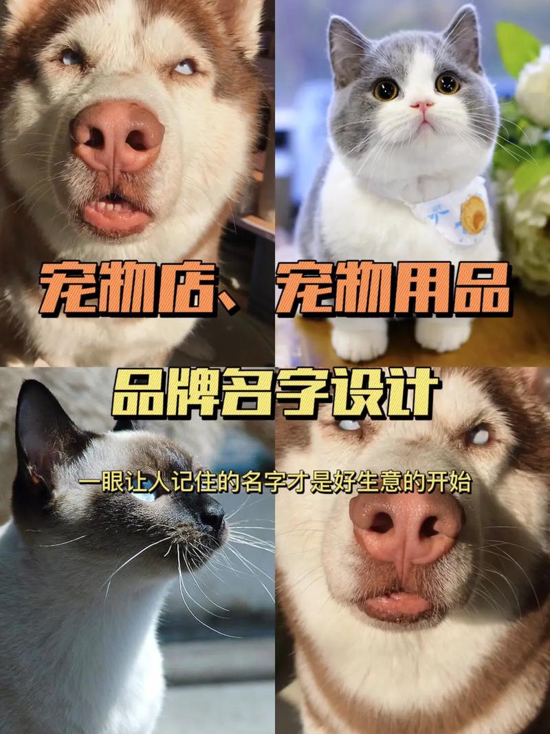 店铺起名:创意的宠物店名大全