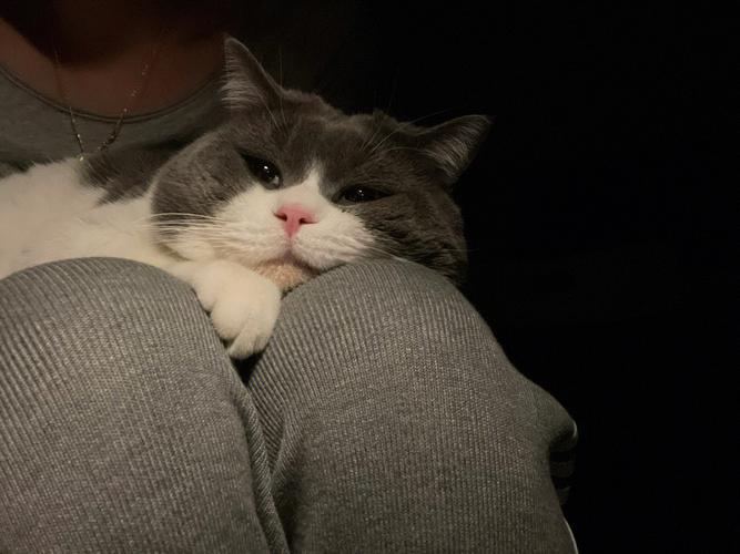 梦到猫非要往我身上扑