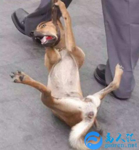 梦见亲人杀狗什么意思,周公解梦1000问梦见家人杀狗有运气吗